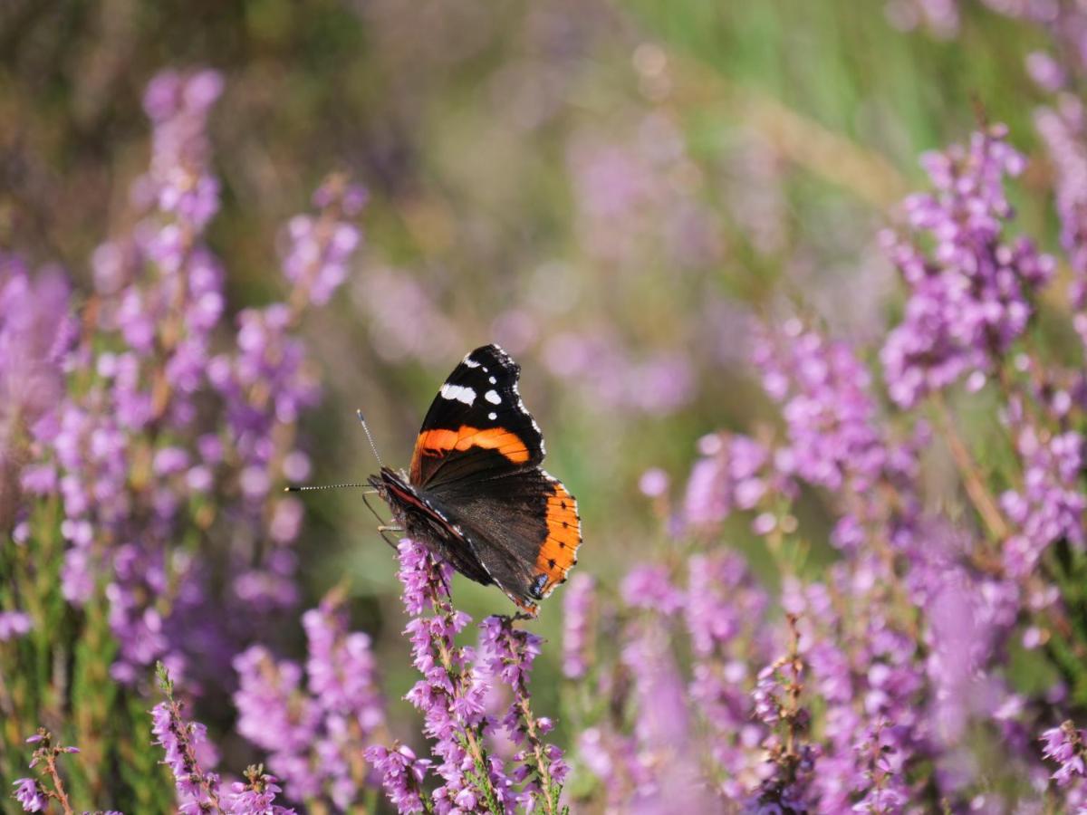 La Vita Veluwe Wapenveld Kültér fotó